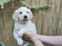 Bebek Surat Golden Retriever Erkek ve Dişi Yavrular