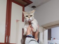 Güzel kızımız yeni yuvasını arıyor british shorthair