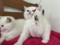 En güzel british shorthair ve longhair yavrular