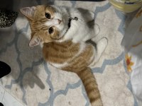 Ücretsiz acil sahiplendirme kedimiz