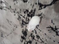 Beyaz Gonzales hamster