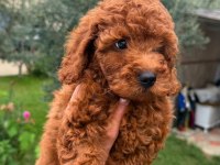 Poodle Bebekler