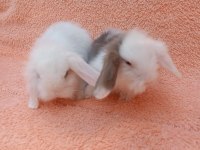 Hollanda teddy lop tavşan yavruları