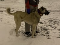 Çok güzel Kangal yavru 7 aylık