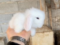 HOLLANDA TAVŞANI TEDDY BLUE VE BEYAZ MAVİ GÖZ