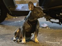 Blue Tan (İsabella Carrier) French Bulldog