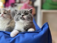 Top Kafa Kısa Kulak White Bicolor British Shorthair