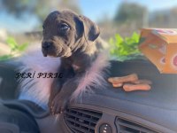 CANE CORSO BLUE YAVRULAR