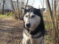 HUSKY KÖPEĞİMİZE YENİ YUVA ARIYORUZ