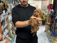 Üst Kalite Toy Poodle Yavrular