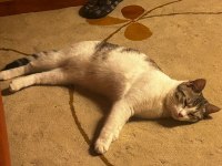 GEÇİCİ YUVA ARIYORUZ KEDİMİZE