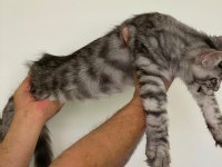 MCO dişi silver tabby blotches