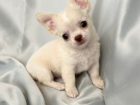 krem beyaz chihuahua (şivava erkek) bebiş