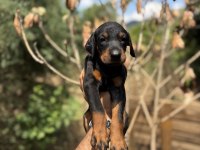 DOBERMAN YAVRULARIMIZ