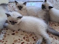 British Longhair Yavrular Teslime Hazır