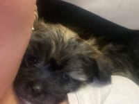 terrier yavrularıma iyi bakacak birilerini arıyorum
