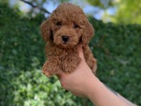 Minik Kalpli Poodle Patimin Kocaman Sevgisi