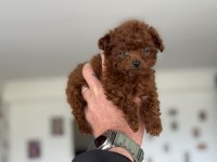 Petmode köpek çiftliğinden tea cup kore poodle
