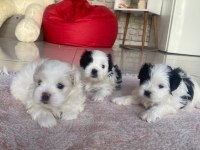 3 BEBEK KÖPEĞİMİZE YUVA ARIYORUZ