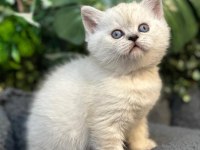 BRİTİSH SHORTHAİR NY1133 DİŞİ