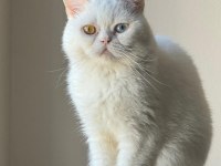 3 yaşında erkek odd eyes british shorthair