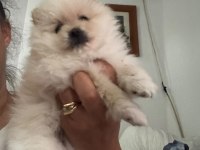 Pomeranian kızım sahibini arıyor uygun