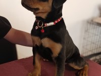 A şecereli dişi rottweiler