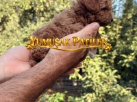 SEVİMLİ IRK TOY POODLE