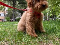 4 Aylık Maltipoo (Erkek)
