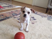 3 Aylık Minnak Yavru Chihuahua