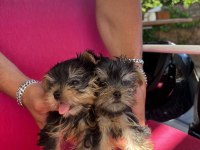 Yorkshire terrier bebek teacup