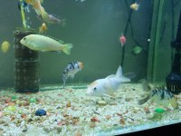 koi japon 14 15 cm