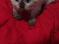 British blue point shorthair yavrularımız