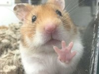 HAMSTER GONZALES YAVRULARI HERYERE GÖNDERİM