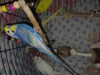 2 yaşındaki rainbow erkek muhabbet kuşum
