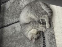 Sevimli tatlı oyun delisi british shorthair