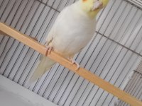 Sultan papağanı 5 aylık