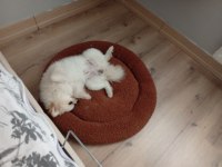 1 Yaşında Eğitimli Pomeranian Boo Kısır Değil