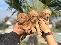 Toy poodle çikolatalar