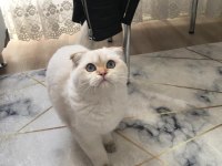 Golden point erkek scottish fold