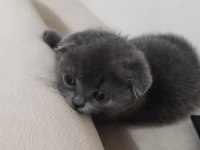 Minik scottish fold yeni yuvasını arıyor