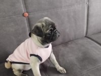 Pug Köpeği Sahiplendirme