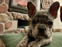 FARKLI OLMAK İSTEYENLER İÇİN EL SALVADOR KENNEL FRENCH
