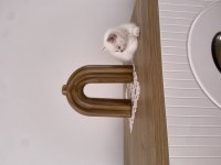 British shorthair blue ve blue point bebekler