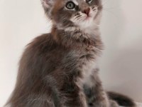 Full şecereli maine coon ünvanlı ebeveynlerden