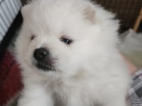 Pomeranian kaçmayacak fırsat