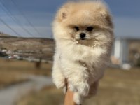 Petmode köpek çiftliğinde ziyarete açık pomeranian