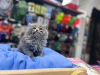 Show kalite WC eğitimli her renk scottish fold yavrularımız