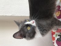 HAREKETLİ OYUNCU KEDİMİZ LUNA