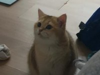 British shorthair